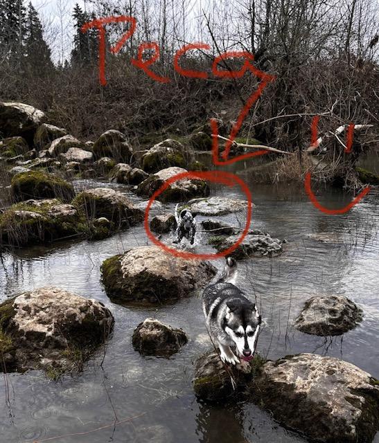 Enlarge Playful Peca!, a Adoptable mixed breed in Seattle, WA image 3/6