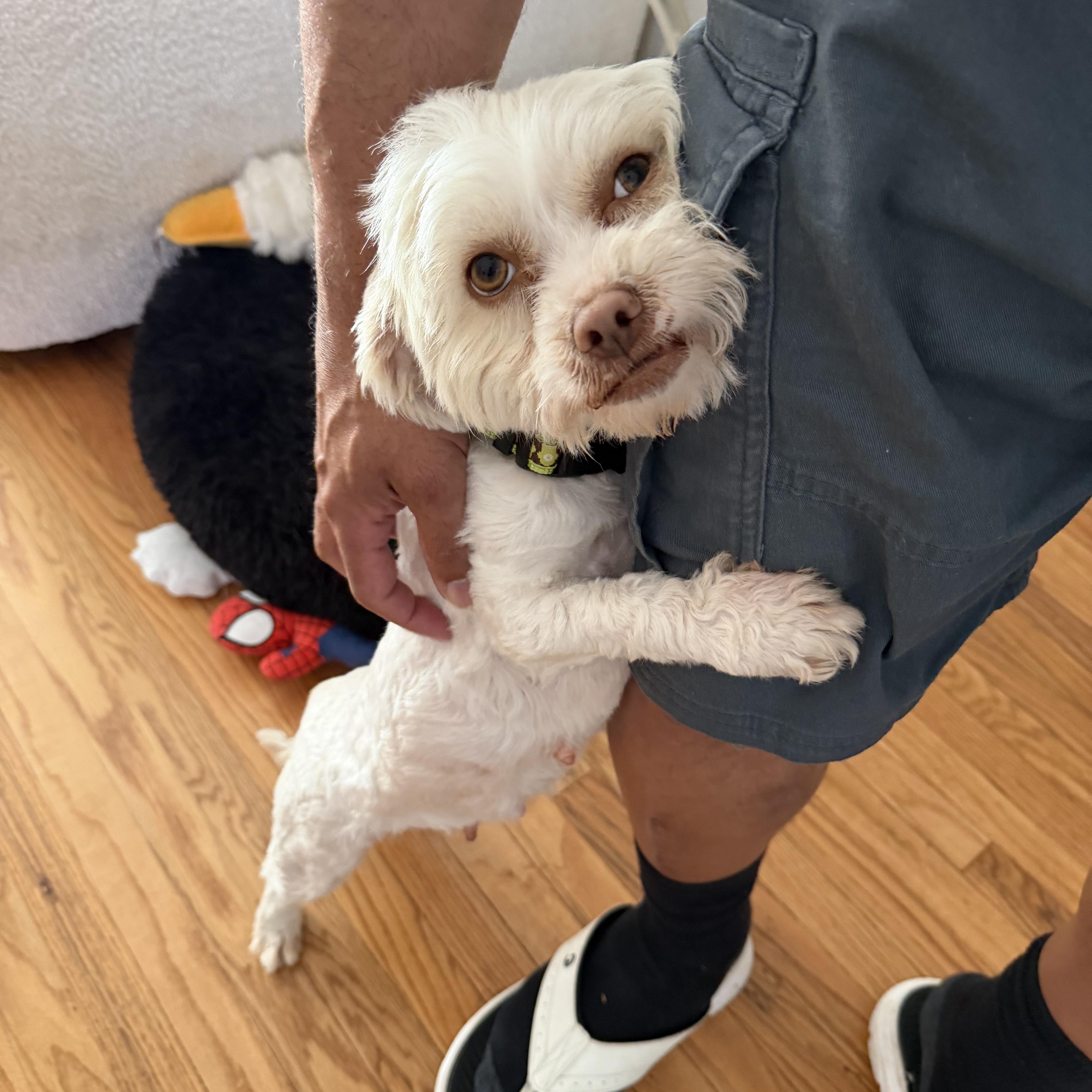 Enlarge Sage, a ADOPTABLE mixed breed in Poway, CA image 3/5