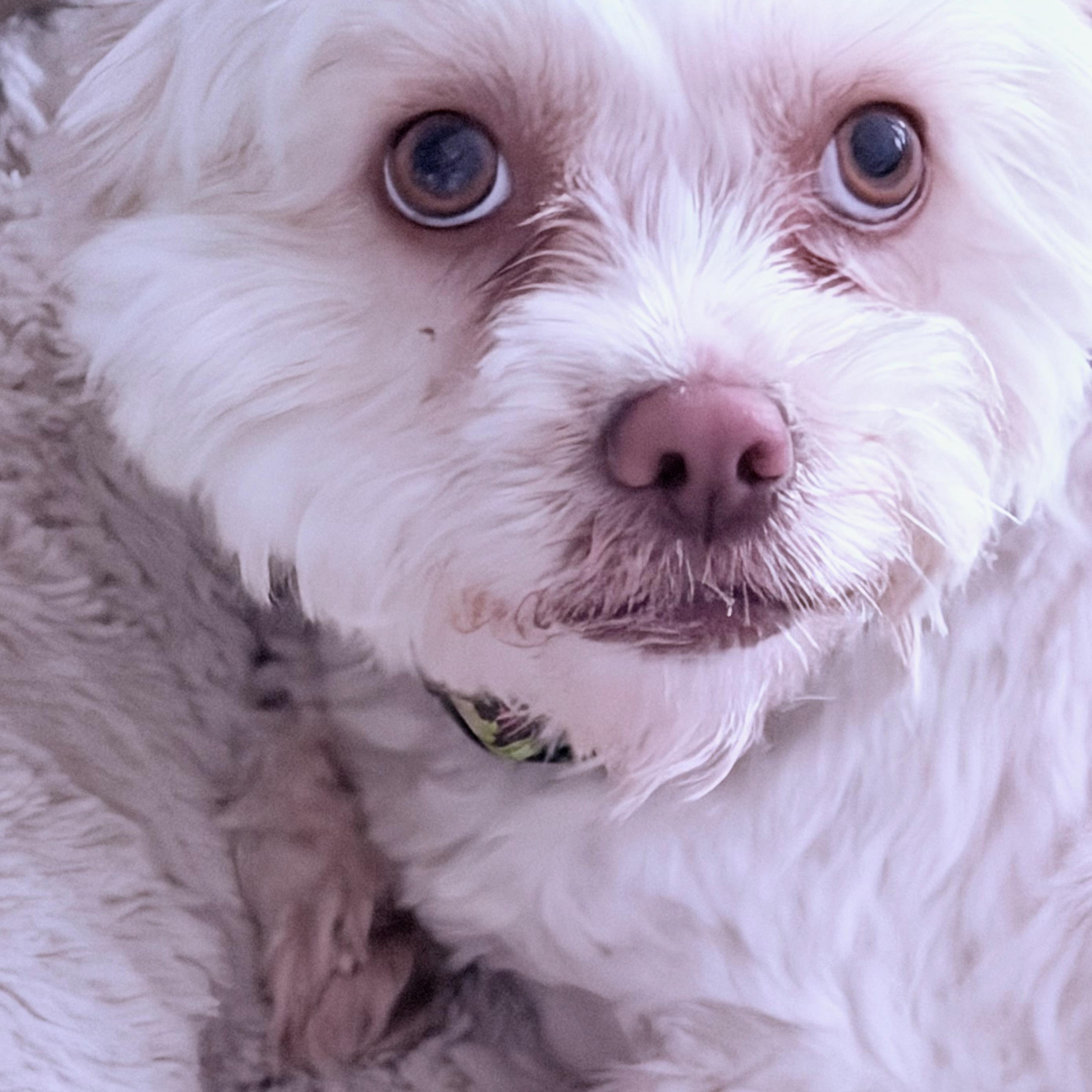 Sage, ADOPTABLE, Young Female Maltese & Shih Tzu.