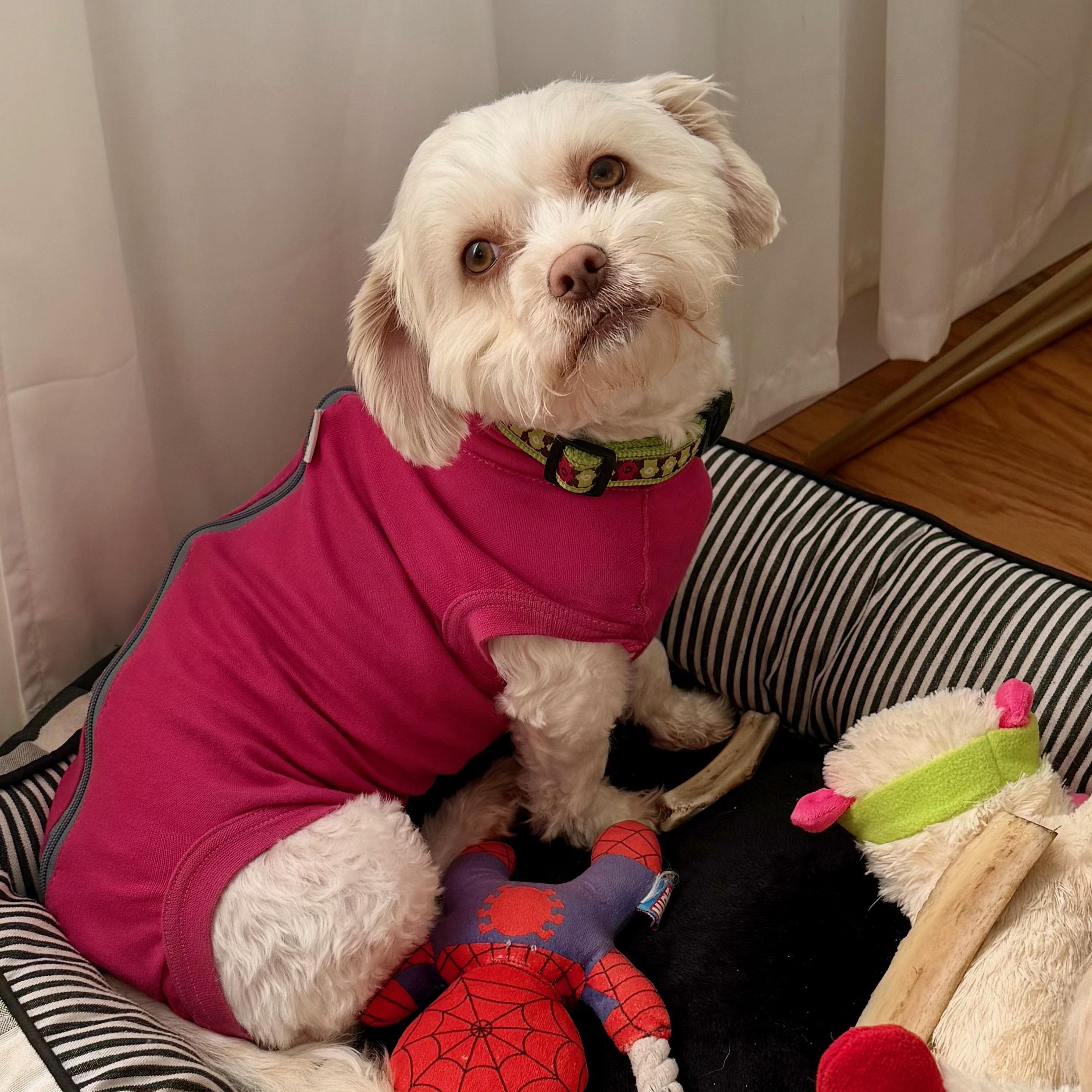 Enlarge Sage, a ADOPTABLE mixed breed in Poway, CA image 5/5