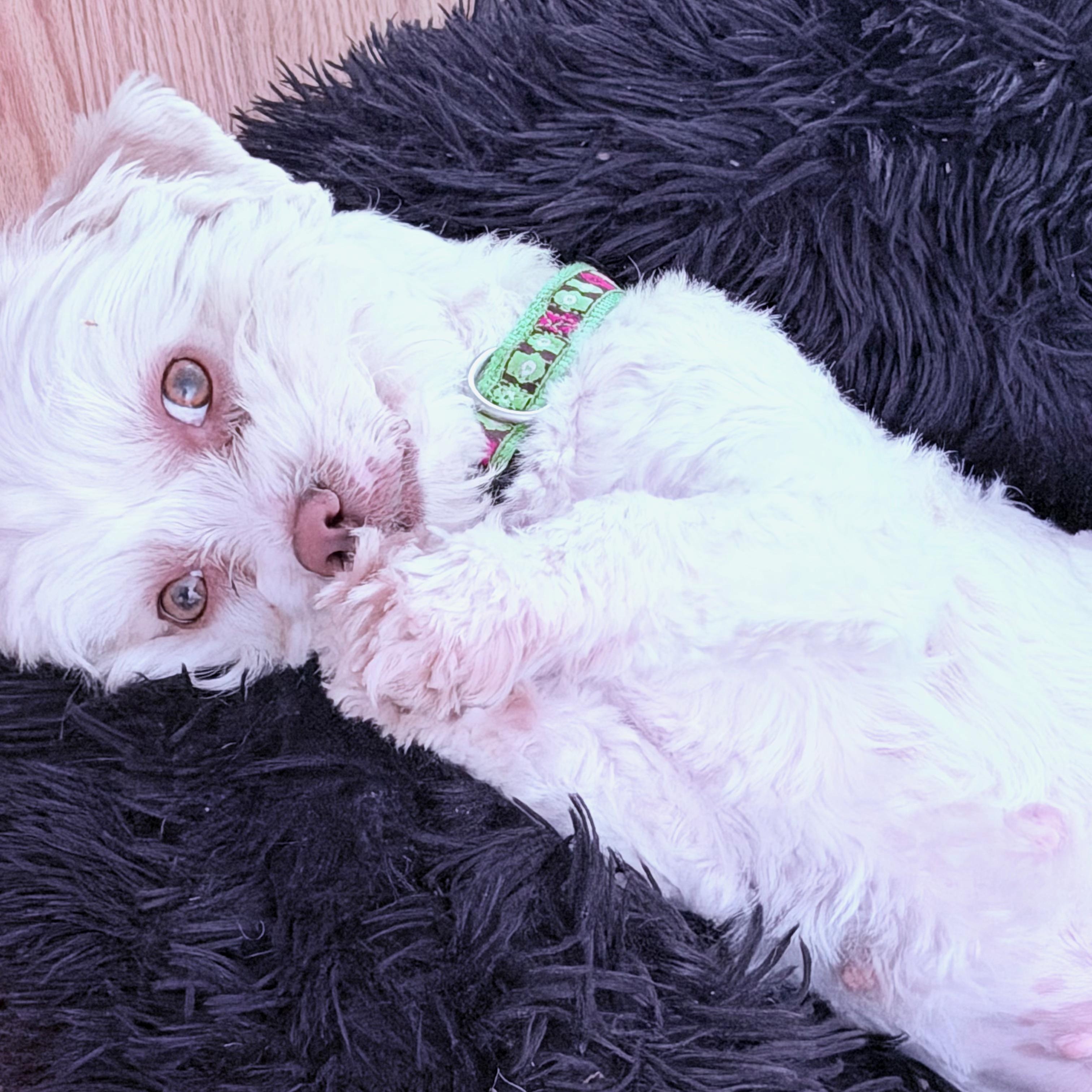 Enlarge Sage, a ADOPTABLE mixed breed in Poway, CA image 2/5