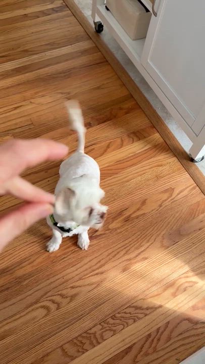 Enlarge Sage, a ADOPTABLE mixed breed in Poway, CA video 4/5