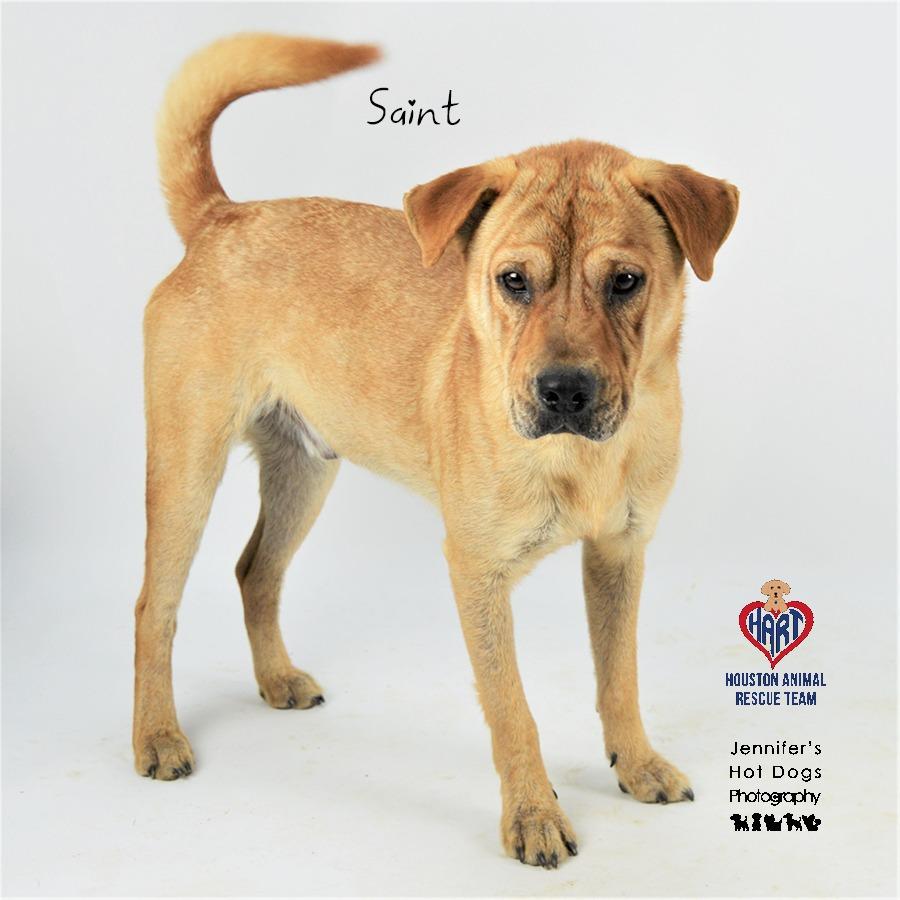 Enlarge Saint, a Adoptable mixed breed in Tomball, TX image 1/4