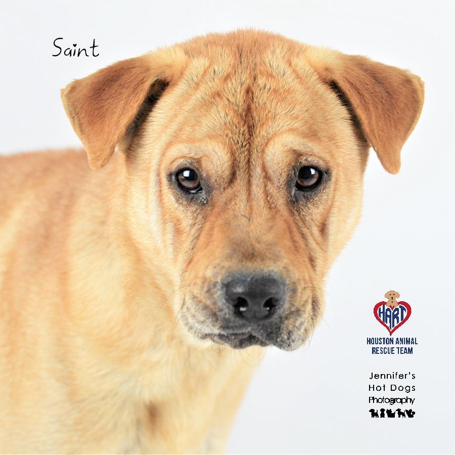 Enlarge Saint, a Adoptable mixed breed in Tomball, TX image 2/4