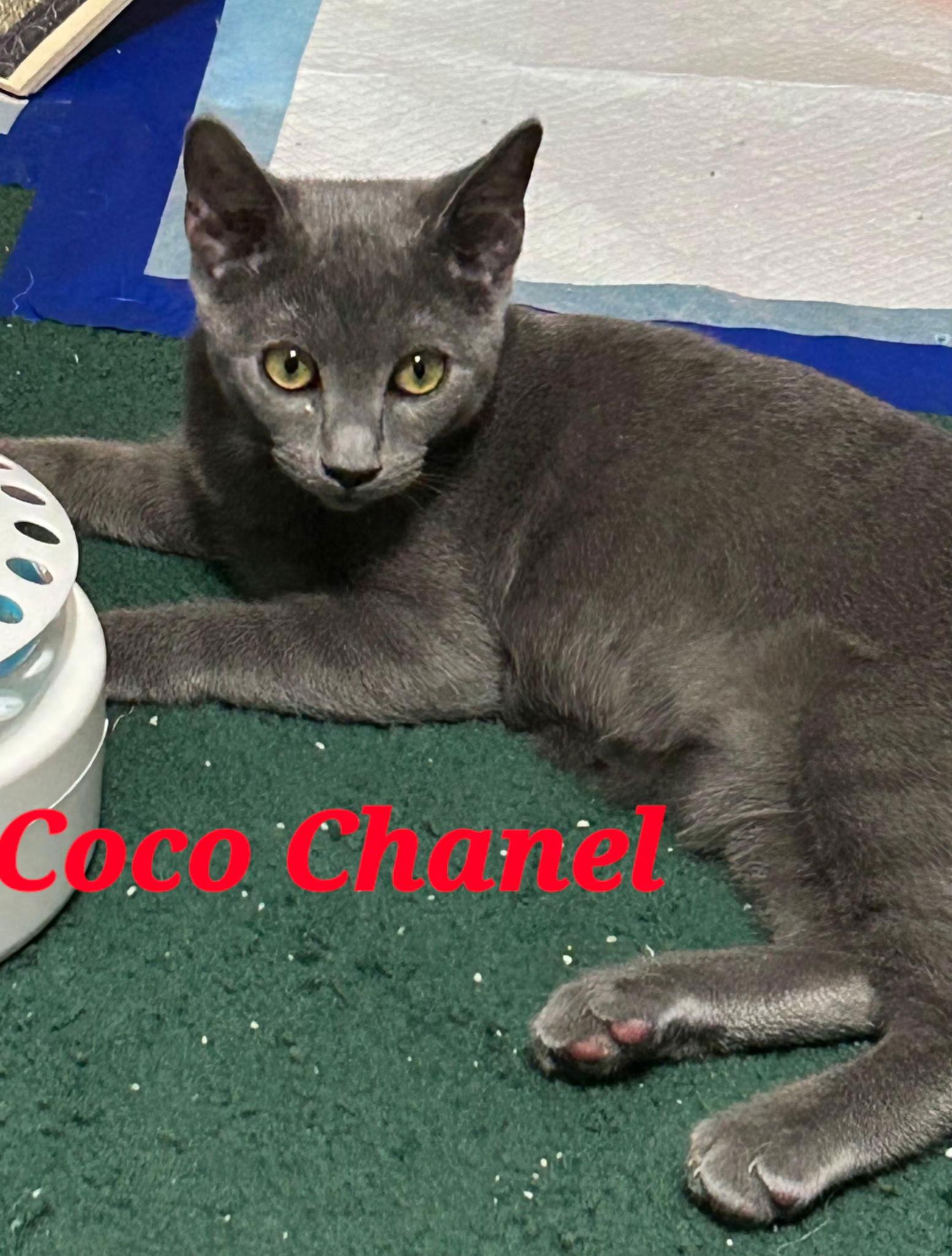 Coco Chanel, Adoptable, Young Female Domestic Short Hair.