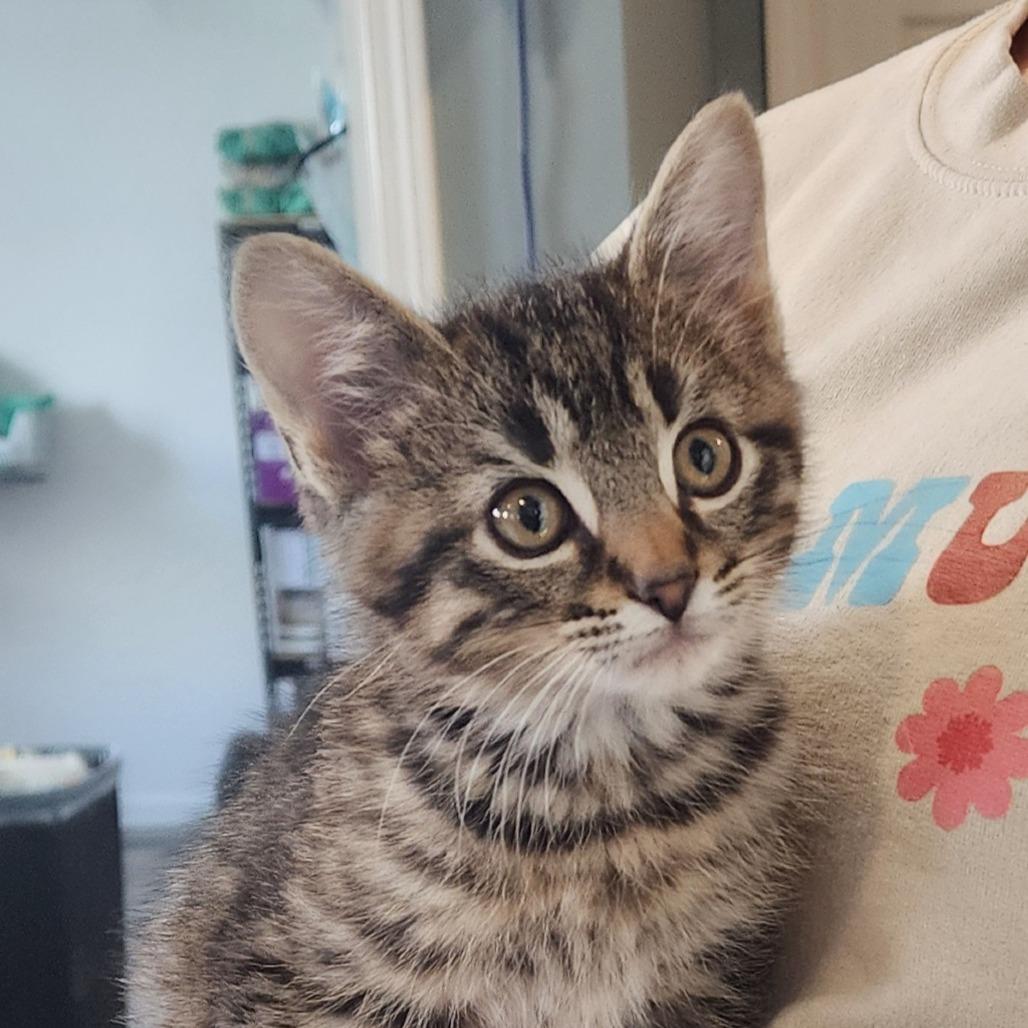 Gasket, Adoptable, Kitten Male Domestic Medium Hair.