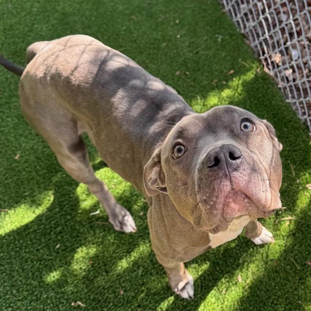 RAMONA, Adoptable, Young Female American Staffordshire Terrier & Mixed Breed.