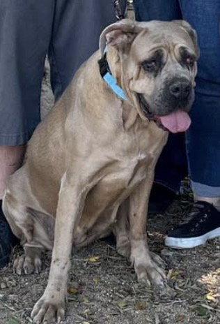 Enlarge Sugar - I was adopted!, a Adoptable Cane Corso in Glendale, AZ image 1/1