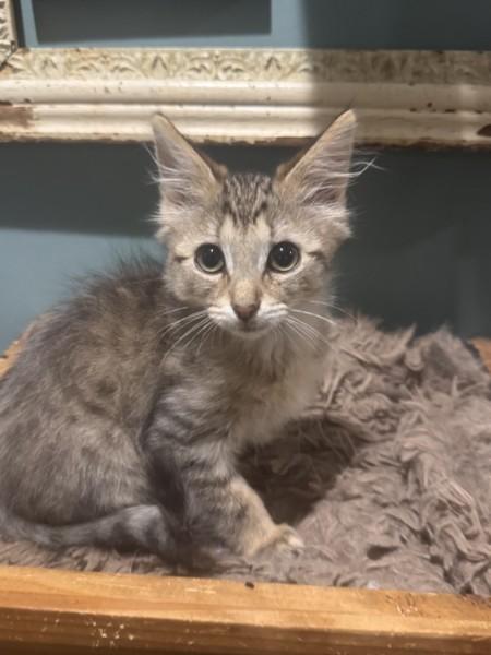 Dewey, Adoptable, Kitten Male Domestic Medium Hair.