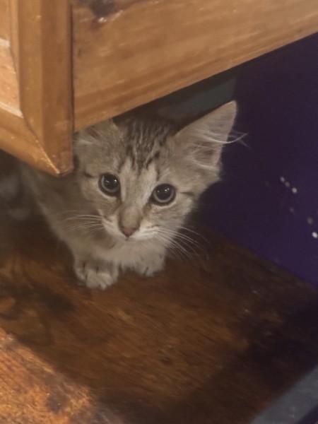 Enlarge Dewey, a Adoptable Domestic Medium Hair in Wilmington, NC image 3/4