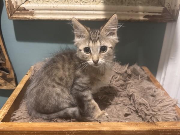 Enlarge Dewey, a Adoptable Domestic Medium Hair in Wilmington, NC image 4/4