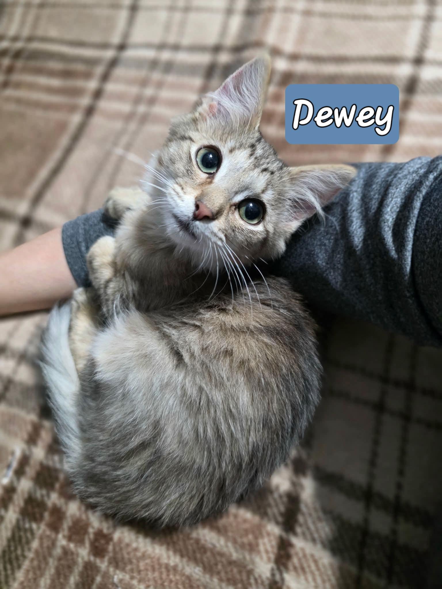 Dewey, Adoptable, Kitten Male Domestic Medium Hair.