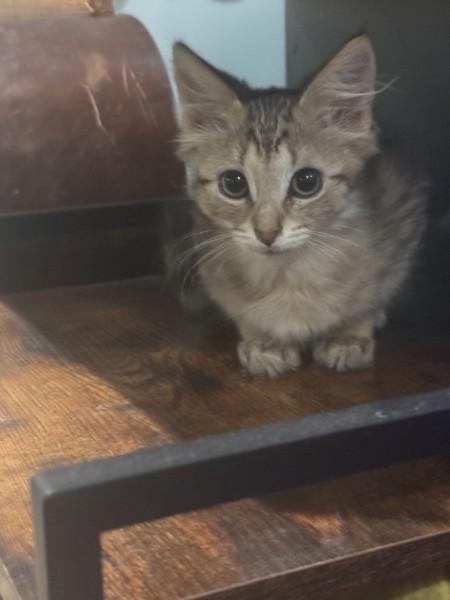 Enlarge Dewey, a Adoptable Domestic Medium Hair in Wilmington, NC image 2/4