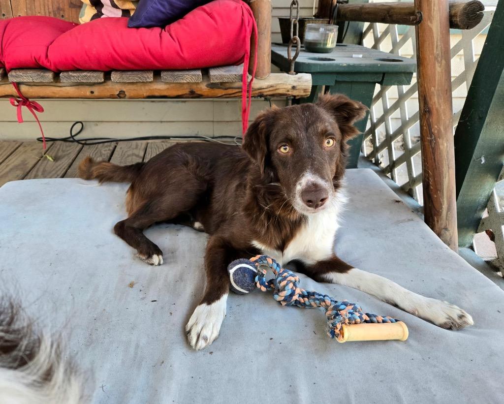 Jolene (62), Adoptable, Young Female Border Collie.