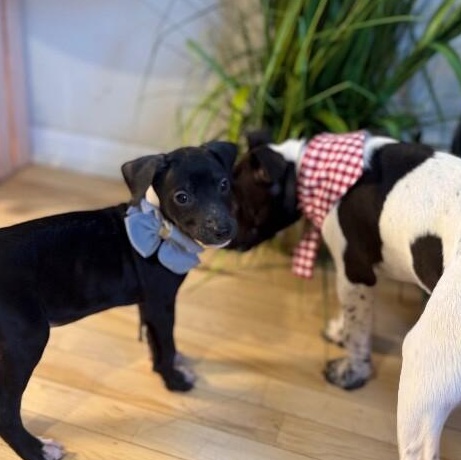 Onyx Sweetie — thumbnail 3