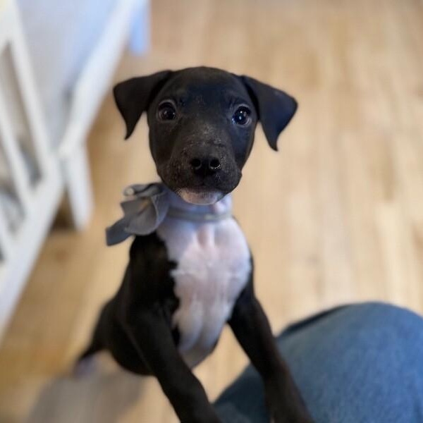 Onyx Sweetie — thumbnail 4