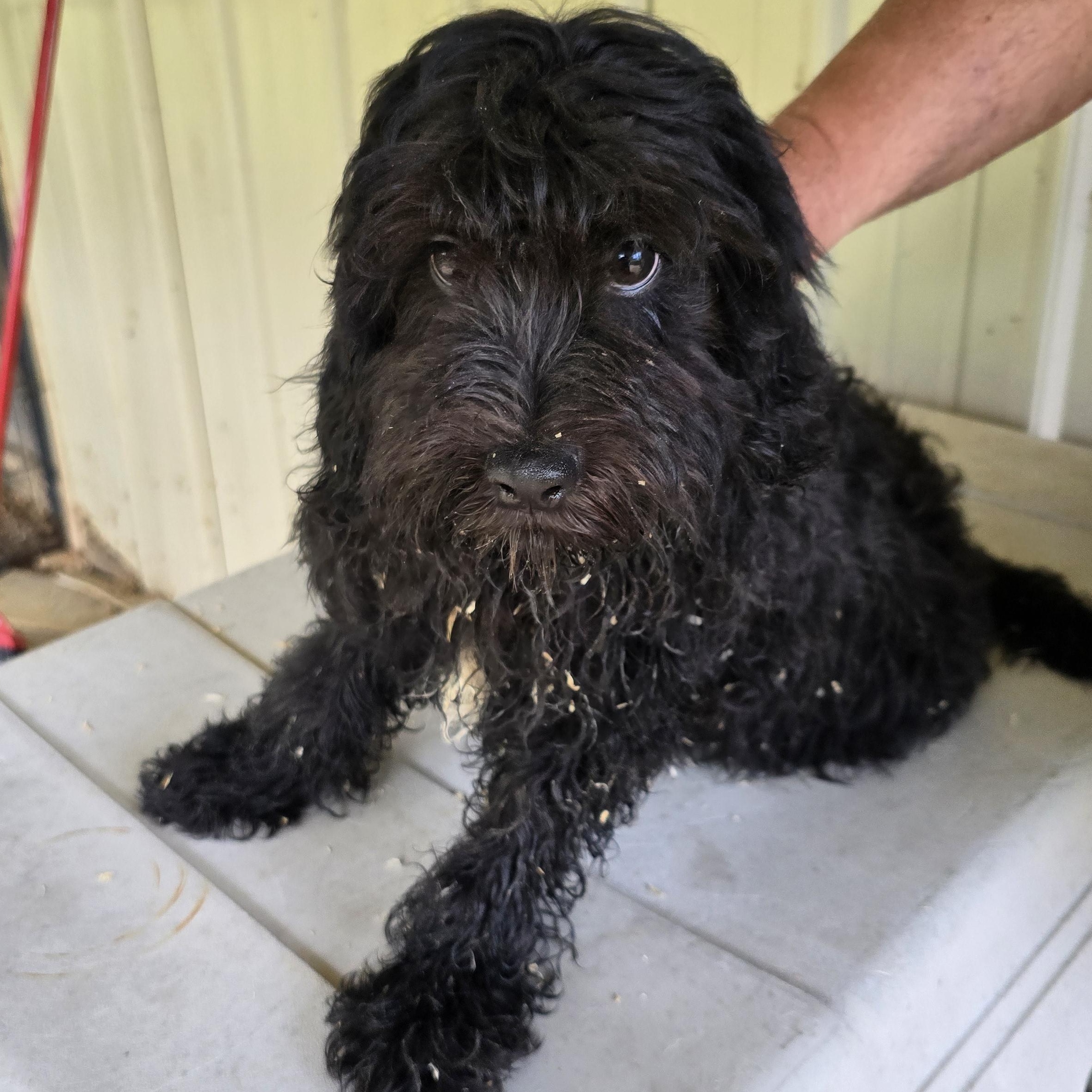 scout, ADOPTABLE, Puppy Male Cavapoo.