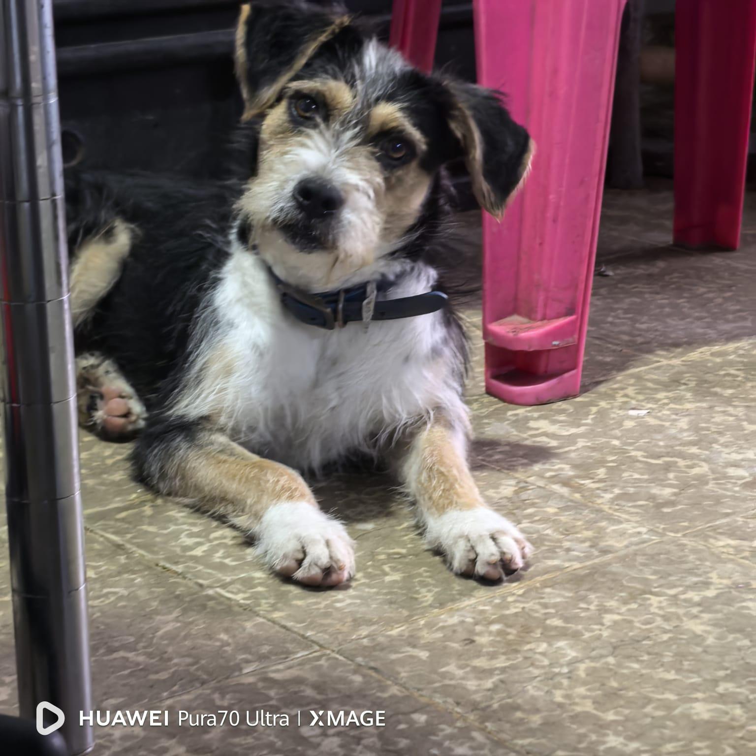 Enlarge Gelly, a ADOPTABLE mixed breed in Battle mountain , NV image 4/4