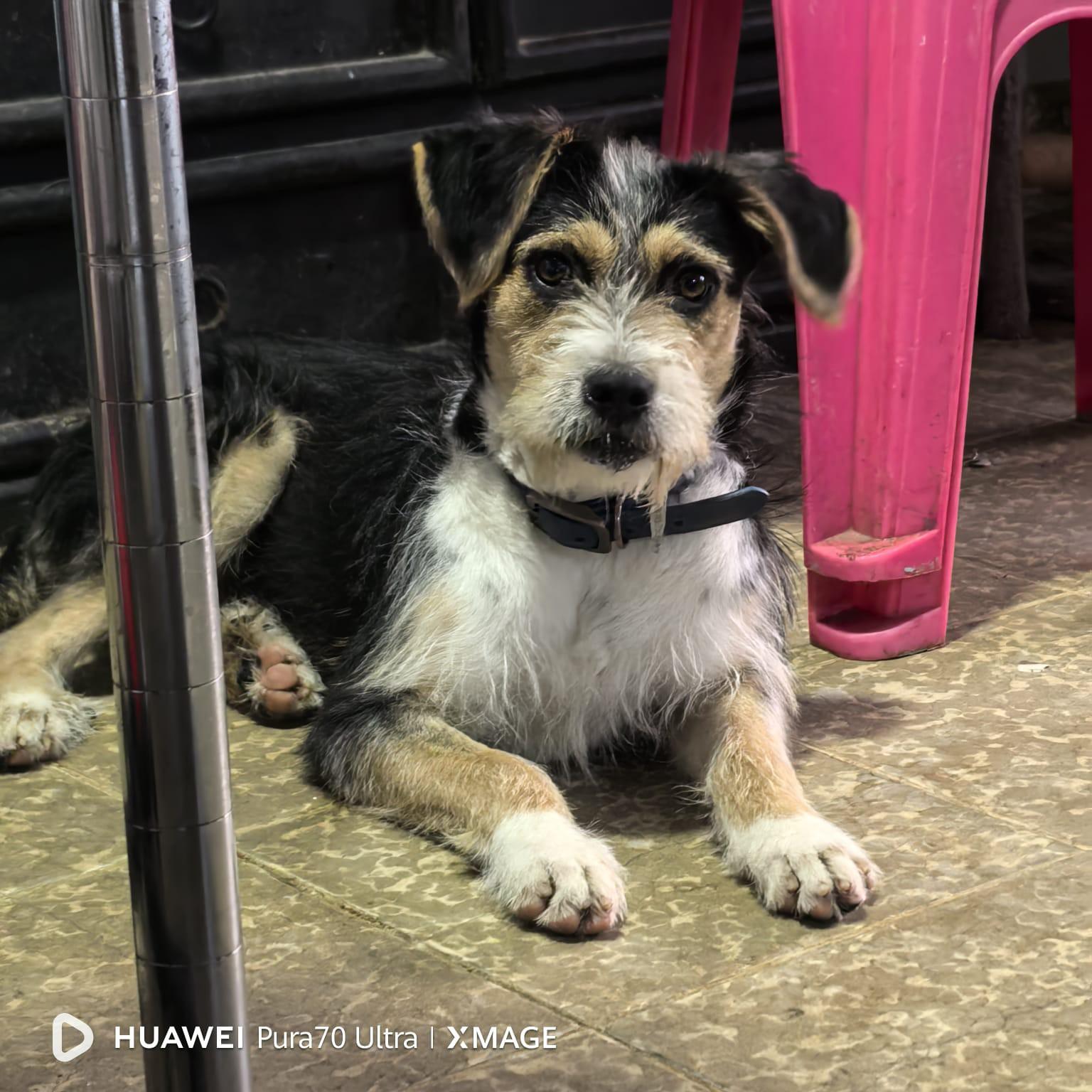 Enlarge Gelly, a ADOPTABLE mixed breed in Battle mountain , NV image 3/4
