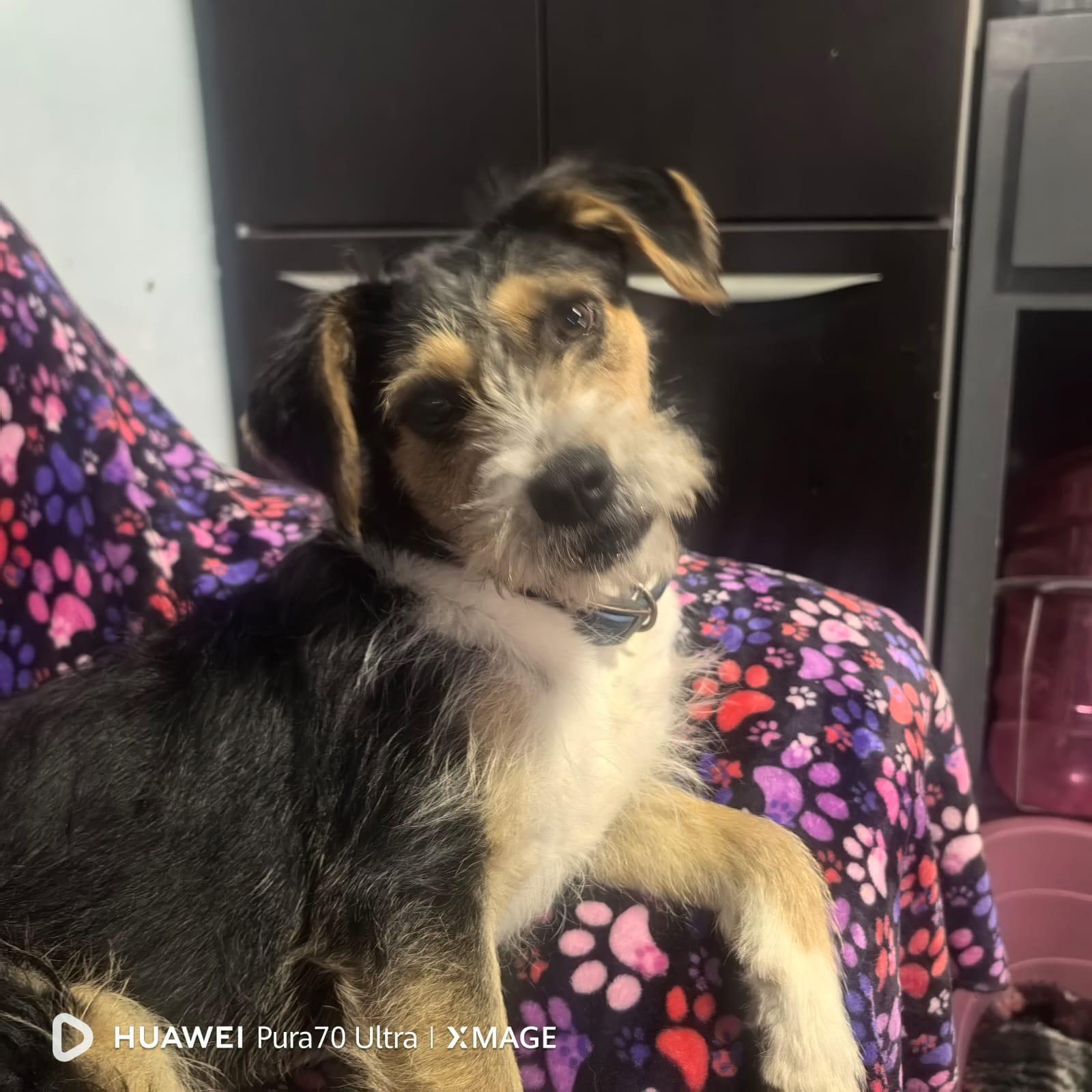 Enlarge Gelly, a ADOPTABLE mixed breed in Battle mountain , NV image 1/4