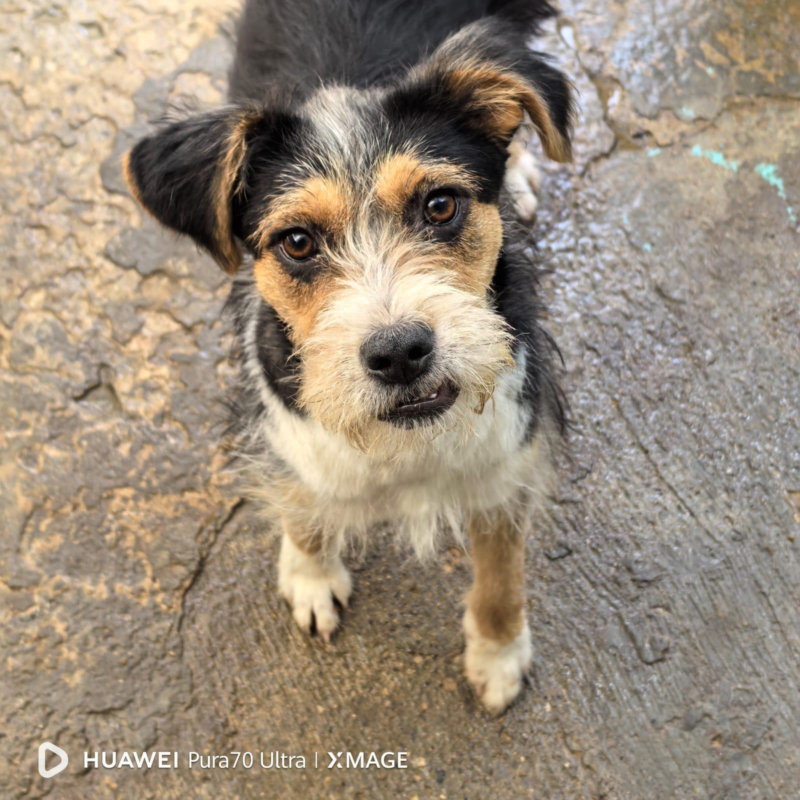Enlarge Gelly, a ADOPTABLE mixed breed in Battle mountain , NV image 2/4
