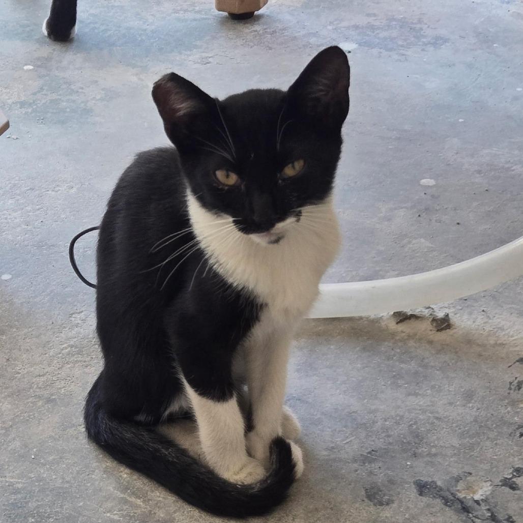 Oreo — thumbnail 3