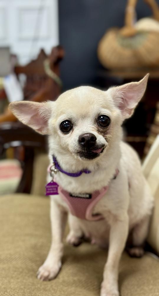 Enlarge Trudy, a Adoptable mixed breed in Mundelein, IL image 2/6