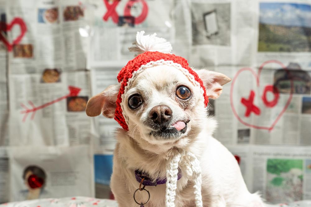 Trudy, a Adoptable mixed breed in Mundelein, IL image 3/6