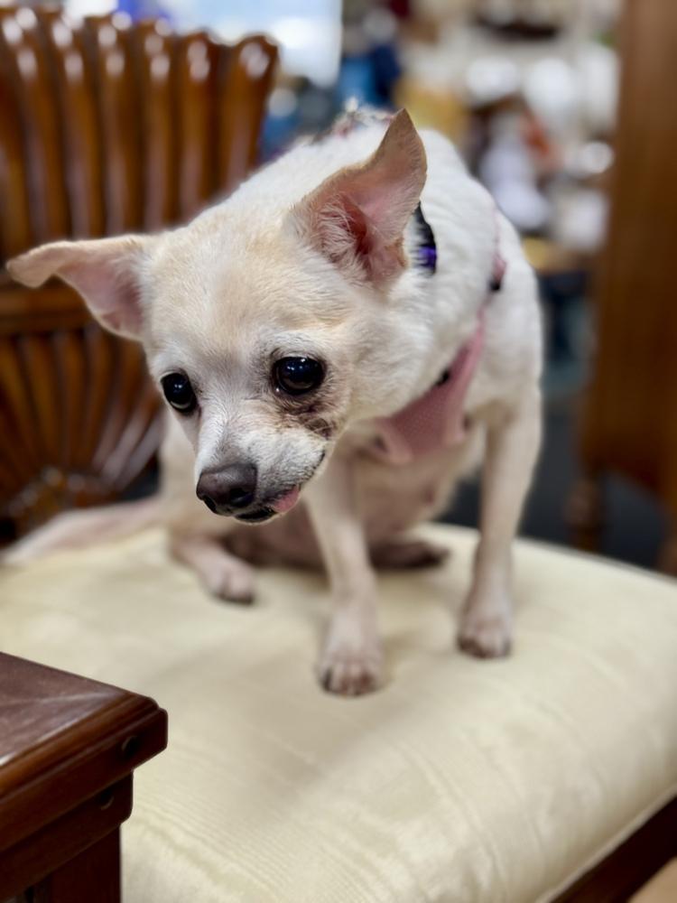 Enlarge Trudy, a Adoptable mixed breed in Mundelein, IL image 4/6