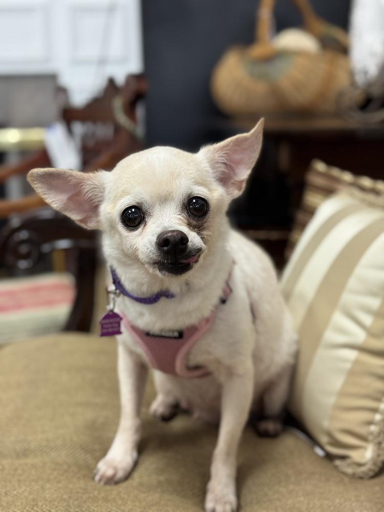 Enlarge Trudy, a Adoptable mixed breed in Mundelein, IL image 5/6