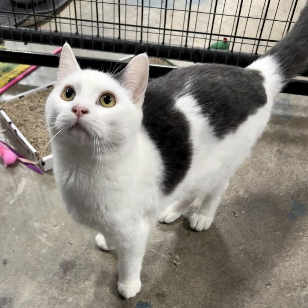 Ducky, Adoptable, Young Male Domestic Short Hair.