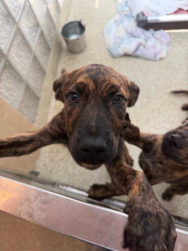 Vesper, Adoptable, Puppy Male Labrador Retriever & Mixed Breed.