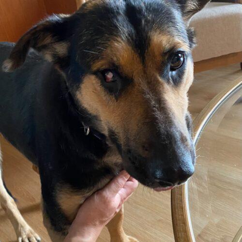 Sugar, Adoptable, Young Female Shepherd & Mixed Breed.