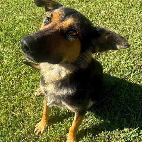 Enlarge Sugar, a Adoptable mixed breed in King City, ON image 2/6