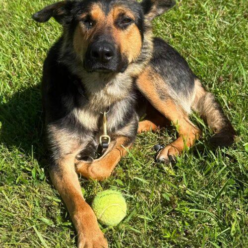 Enlarge Sugar, a Adoptable mixed breed in King City, ON image 3/6