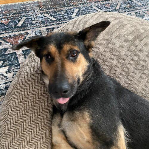 Enlarge Sugar, a Adoptable mixed breed in King City, ON image 5/6