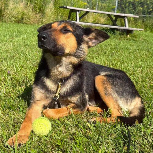 Enlarge Sugar, a Adoptable mixed breed in King City, ON image 6/6