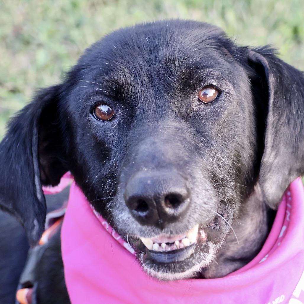 Enlarge Harley P4P, a Adoptable mixed breed in St Joseph, MO image 1/4