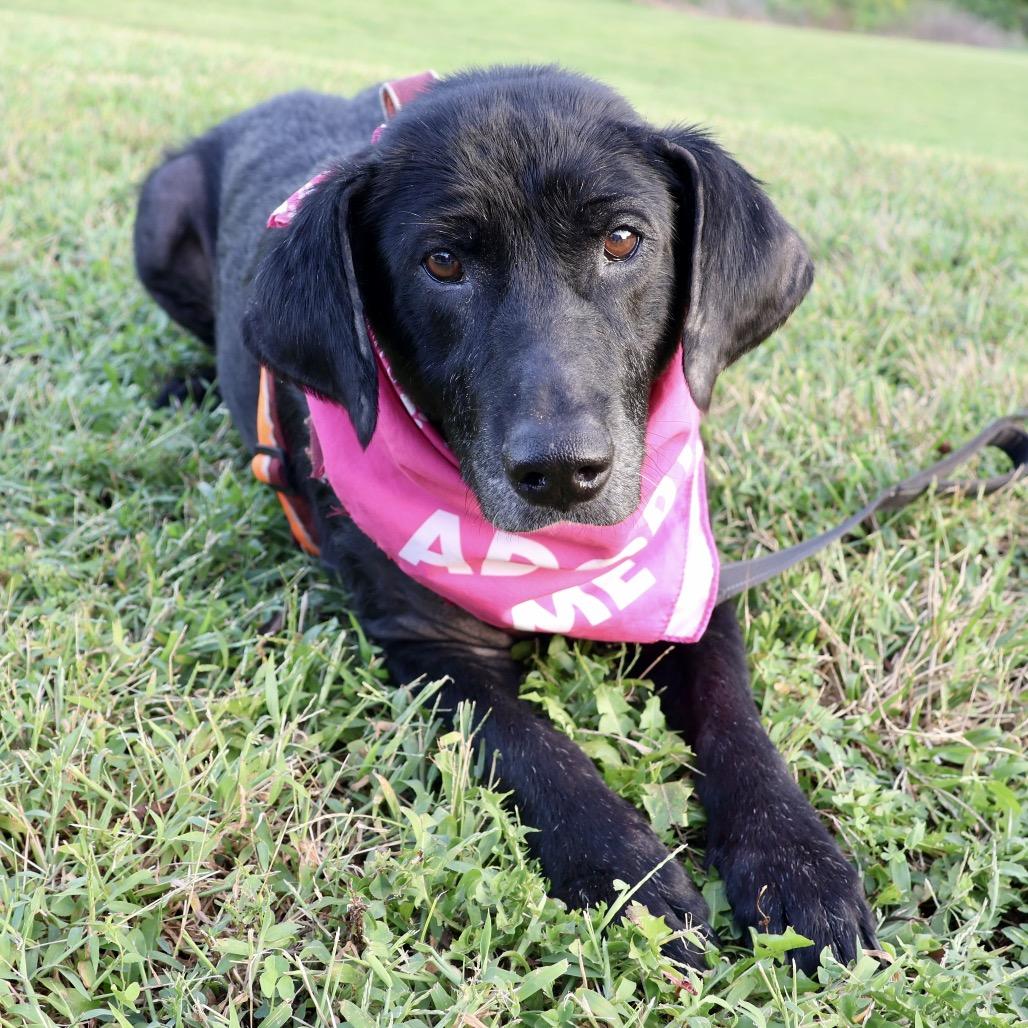 Enlarge Harley P4P, a Adoptable mixed breed in St Joseph, MO image 2/4