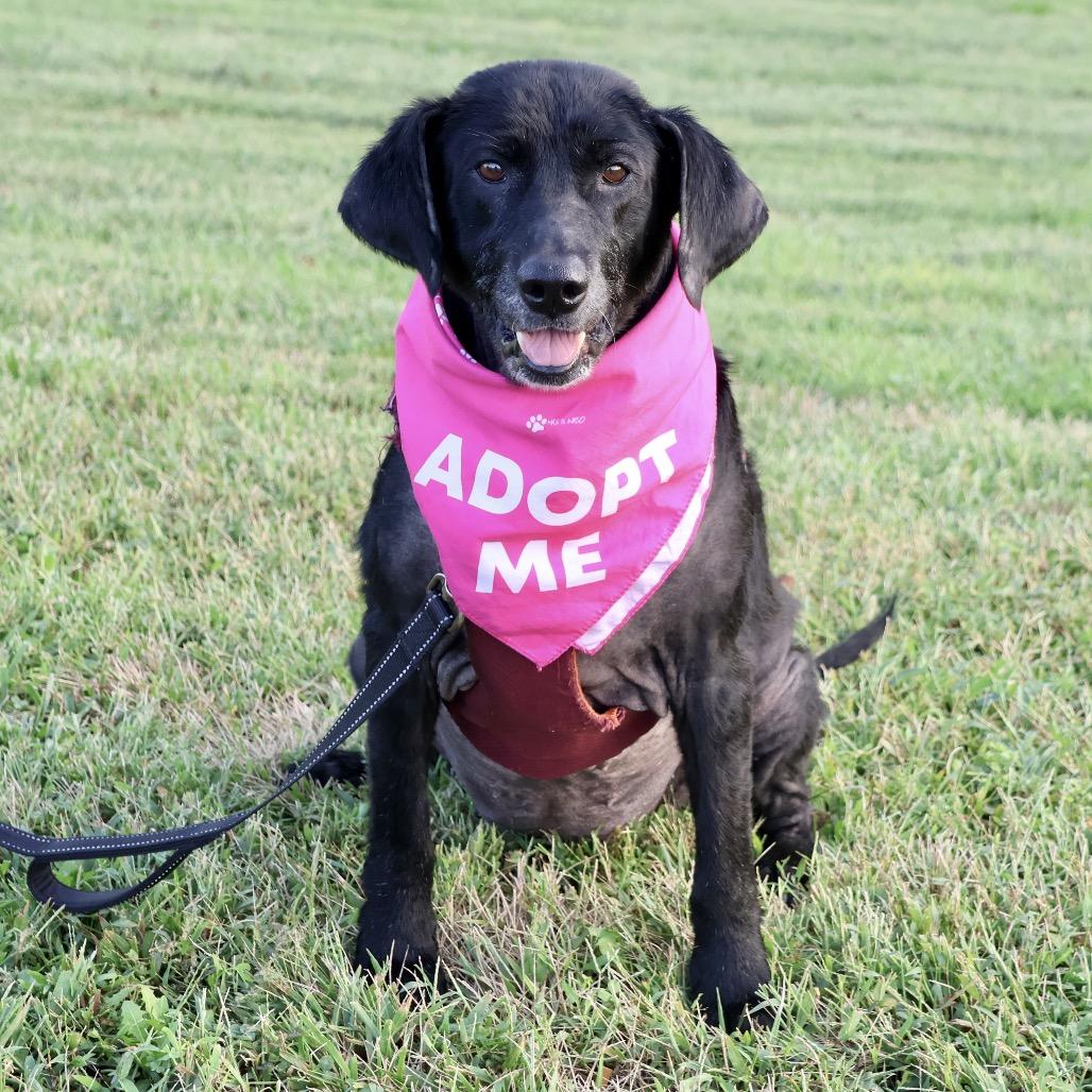 Enlarge Harley P4P, a Adoptable mixed breed in St Joseph, MO image 3/4