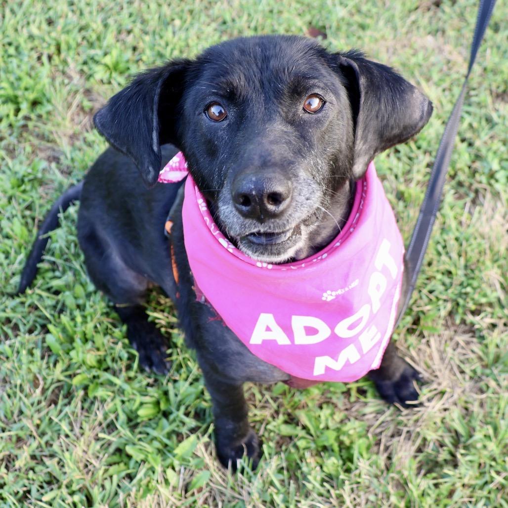 Enlarge Harley P4P, a Adoptable mixed breed in St Joseph, MO image 4/4