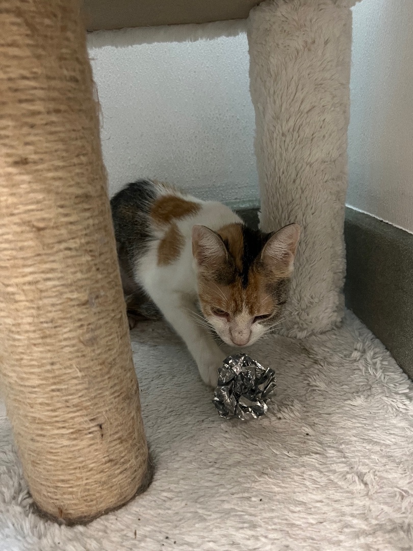 Enlarge Saffron, a Adoptable mixed breed in Bradenton, FL image 5/6