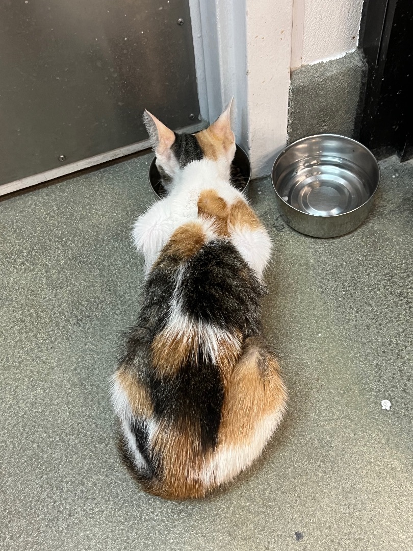 Enlarge Saffron, a Adoptable mixed breed in Bradenton, FL image 6/6