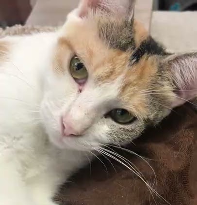 Saffron, Adult Female Calico