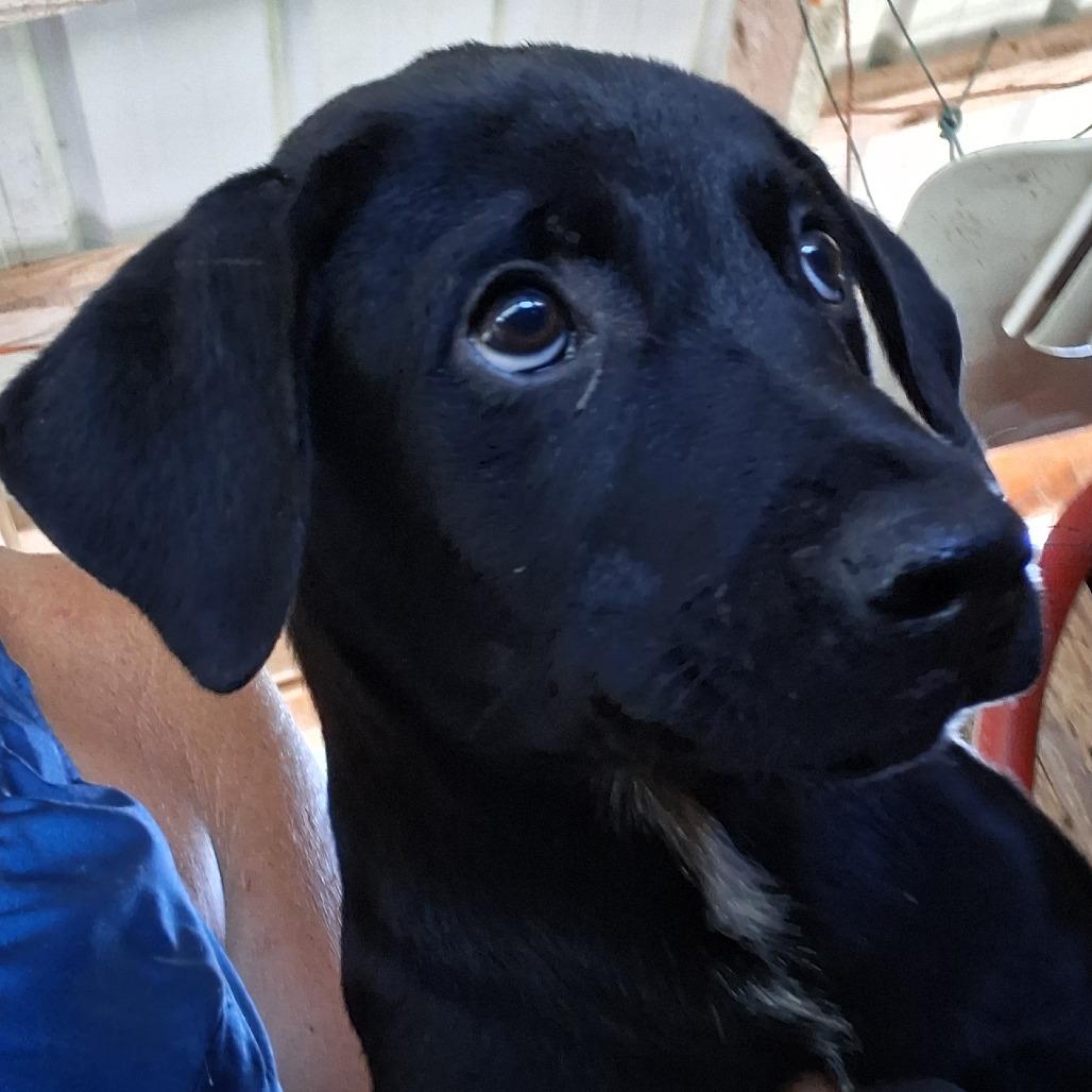 josie, Adoptable, Puppy Female Black Labrador Retriever & Mixed Breed.
