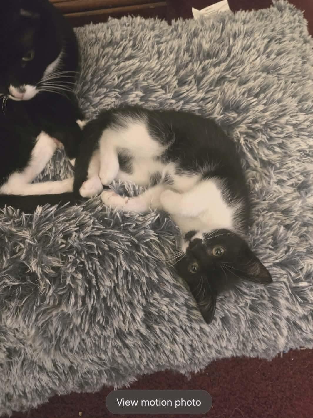 Enlarge Tinkerbell, a ADOPTABLE Domestic Short Hair in Bensalem, PA image 2/3