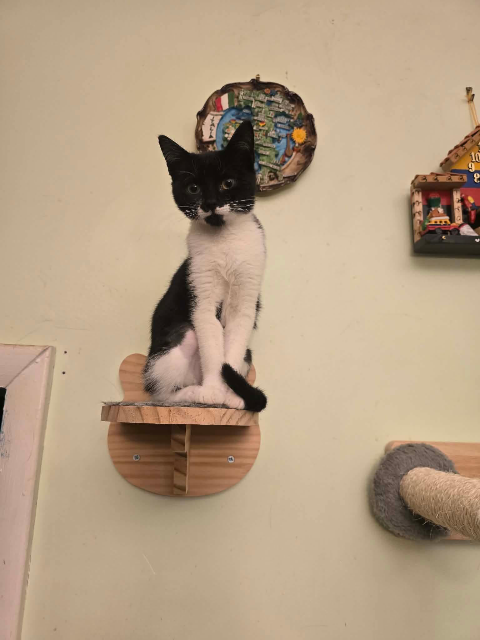 Enlarge Tinkerbell, a ADOPTABLE Domestic Short Hair in Bensalem, PA image 1/3