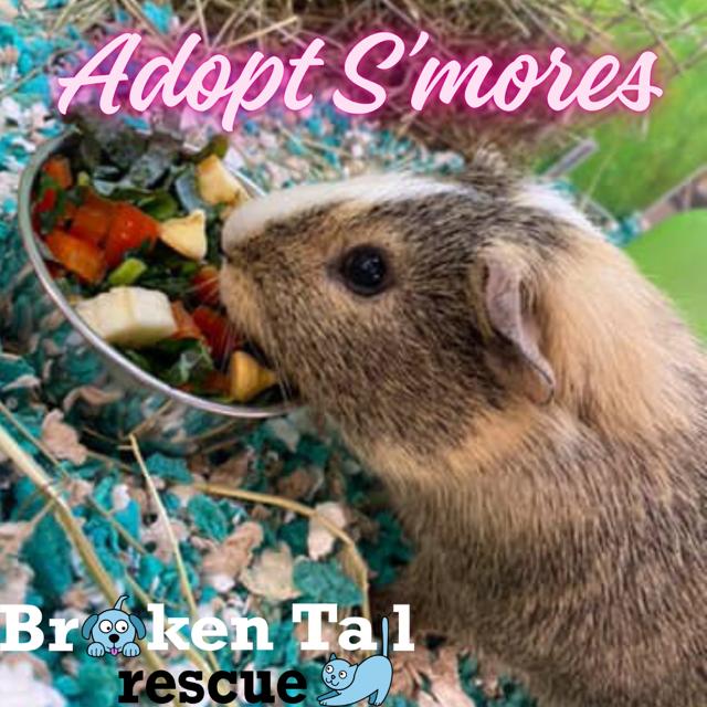 S'mores, Young Male Guinea Pig