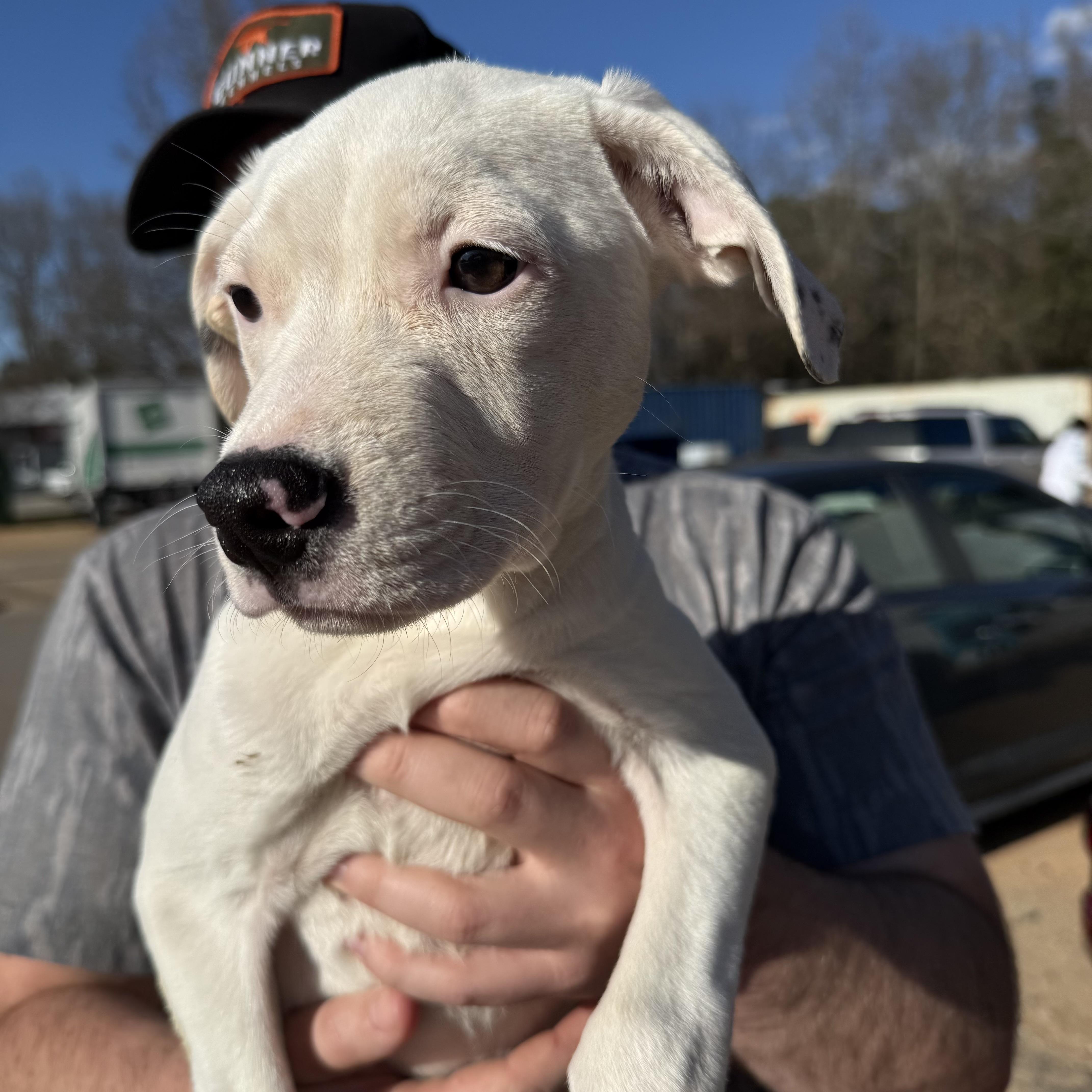 Electrolytes — thumbnail 5