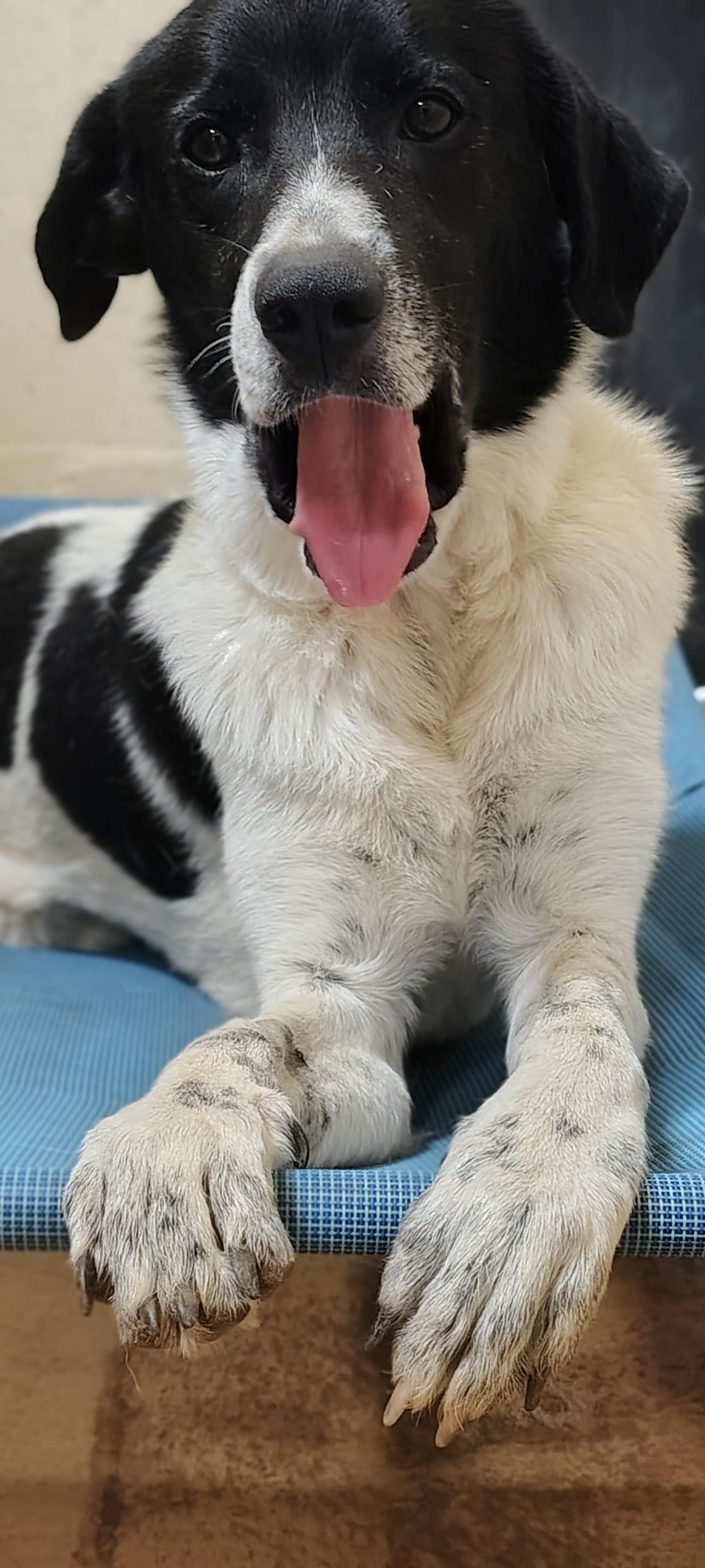 Jodi, an adopted mixed breed in Marble Falls, TX image 2/3